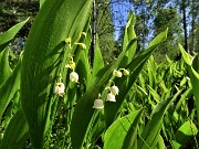 26 Convallaria maialis (Mughetto) in fioritura